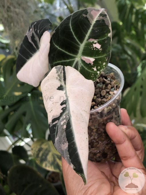 Alocasia Black Velvet Pink Variegated