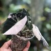 Alocasia Black Velvet Pink Variegated