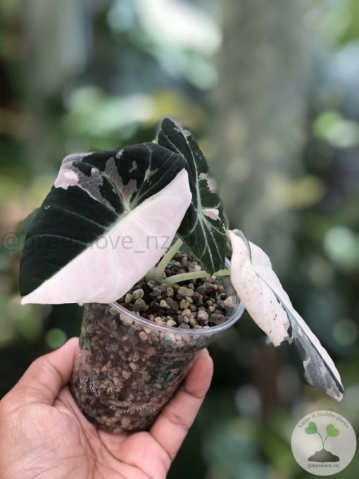 Alocasia Black Velvet Pink Variegated