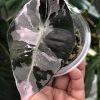 Alocasia Amazonica Pink Variegated