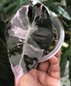 IMG_0225(1) Alocasia Amazonica Pink Variegated