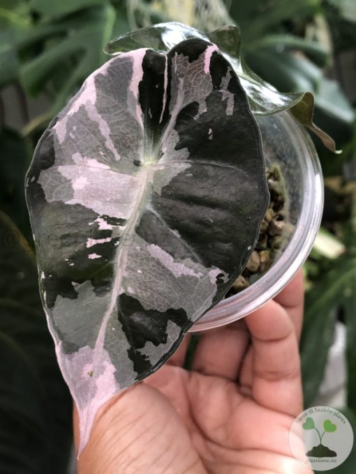 Alocasia Amazonica Pink Variegated
