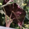 Alocasia Amazonica Pink Variegated