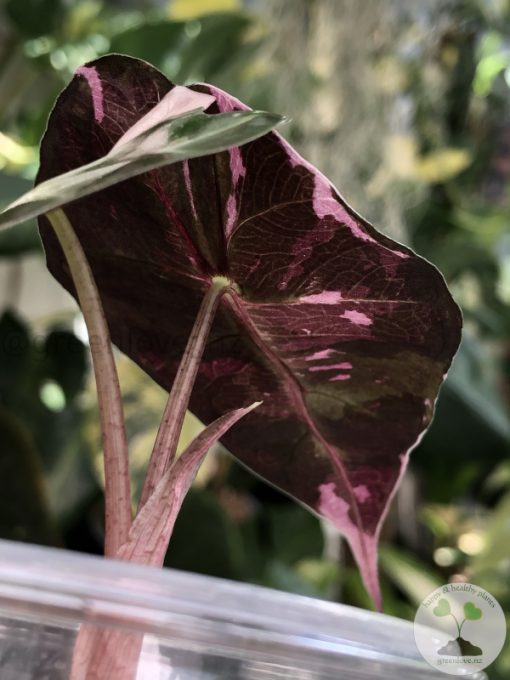 Alocasia Amazonica Pink Variegated