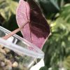 Alocasia Amazonica Pink Variegated