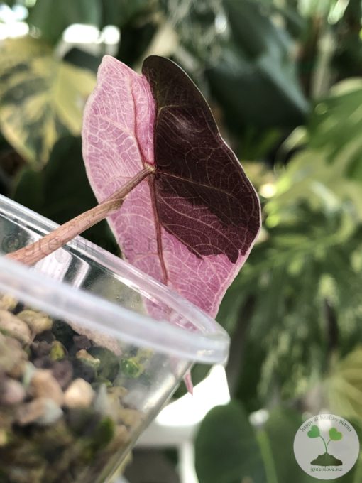 Alocasia Amazonica Pink Variegated