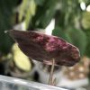 Alocasia Amazonica Pink Variegated