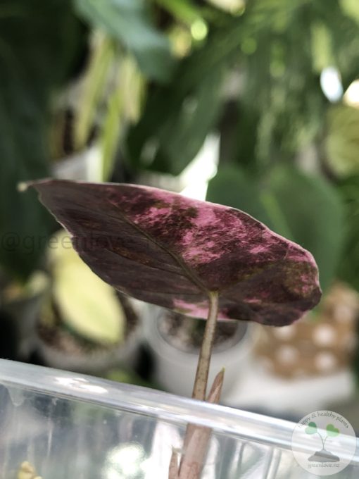 Alocasia Amazonica Pink Variegated
