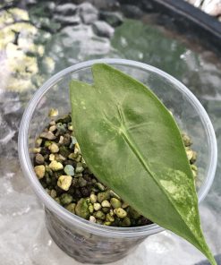 Alocasia Nairobi Nights Variegated
