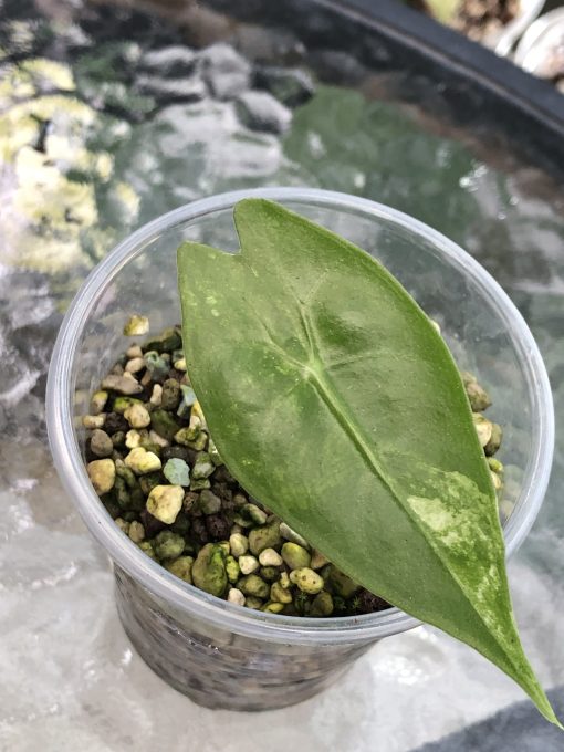 Alocasia Nairobi Nights Variegated