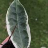 Hoya Archboldiana Albo