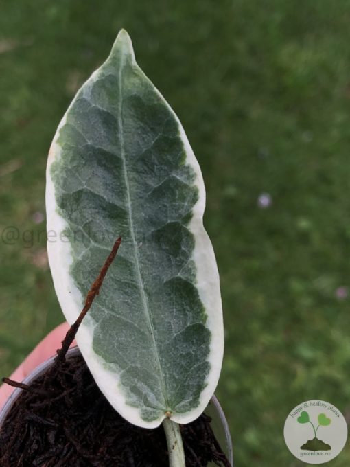 Hoya Archboldiana Albo