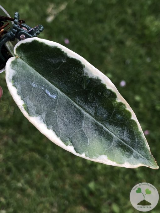 Hoya Archboldiana Albo