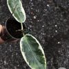 Hoya Archboldiana Albo