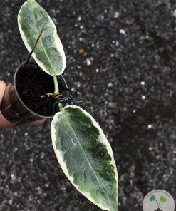 Hoya Archboldiana Albo
