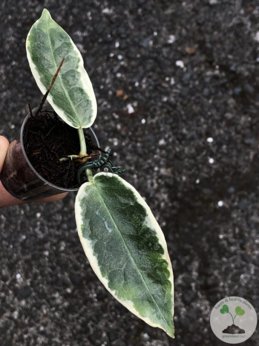 Hoya Archboldiana Albo