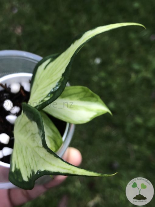 Hoya fishtail inner variegated