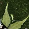 Hoya fishtail inner variegated