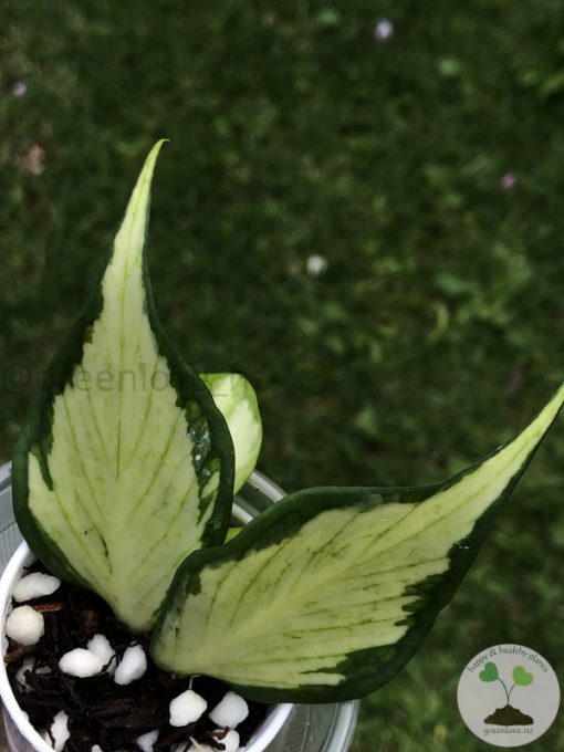 Hoya fishtail inner variegated