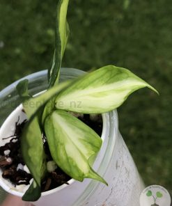 Hoya fishtail inner variegated