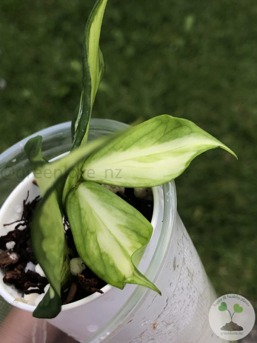 Hoya fishtail inner variegated
