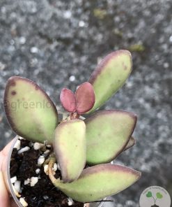 Hoya sp. aff. burtoniae
