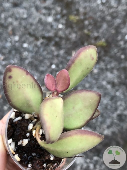 Hoya sp. aff. burtoniae
