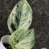 Rare Scindapsus Moonlight Marble