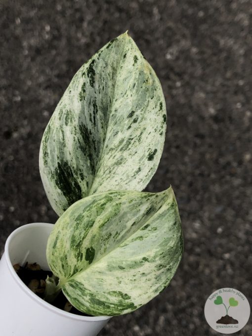 Rare Scindapsus Moonlight Marble