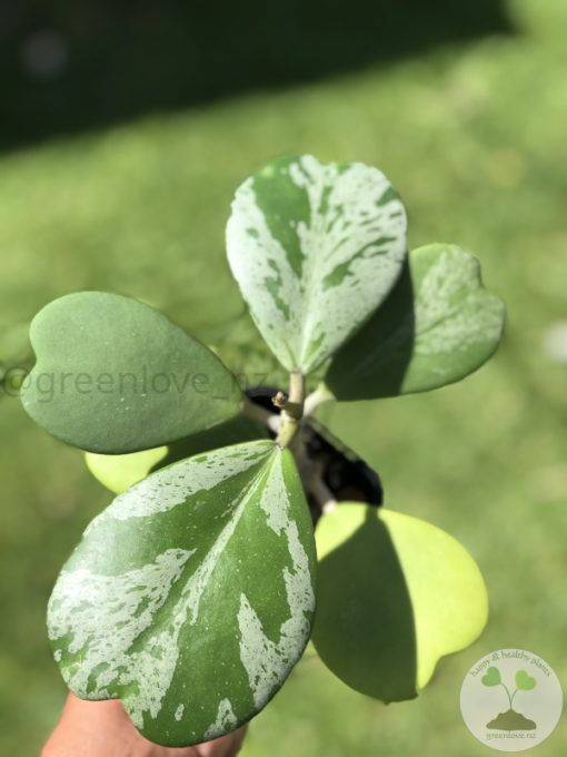 Hoya Kerrii Silver