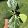 Hoya Kerrii Silver