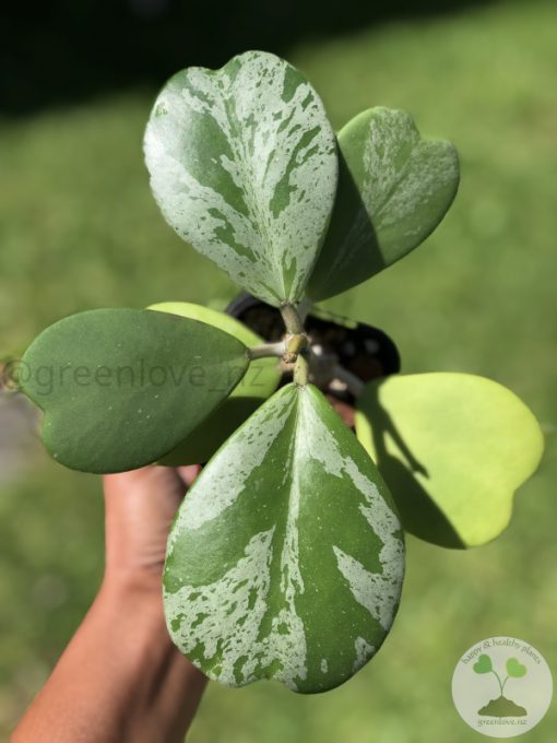 Hoya Kerrii Silver