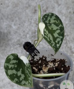 IMG_0445 Scindapsus Tricolour Silver Platinum - C
