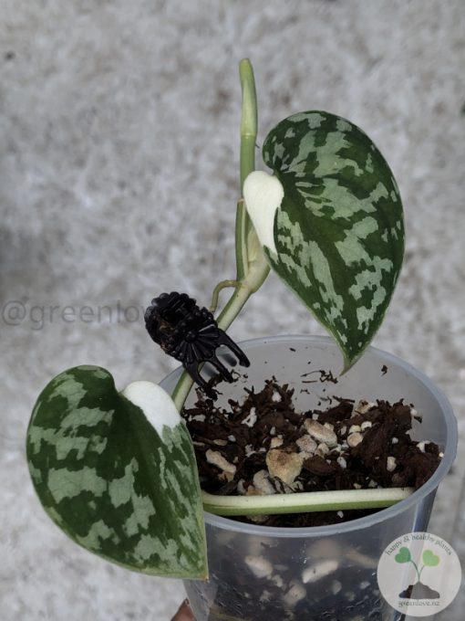 Scindapsus Tricolour Silver Platinum - C