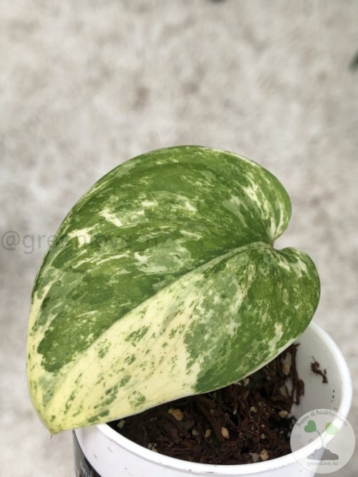 Scindapsus Creme Brulee