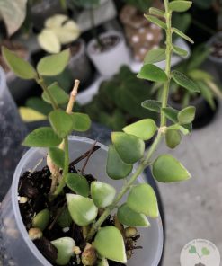 Hoya chinghungensis - B