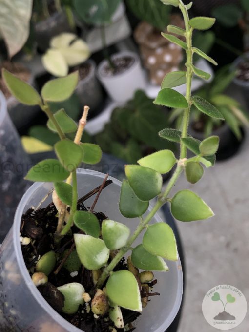 Hoya chinghungensis - B