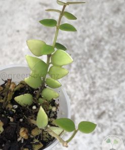 Hoya chinghungensis - A