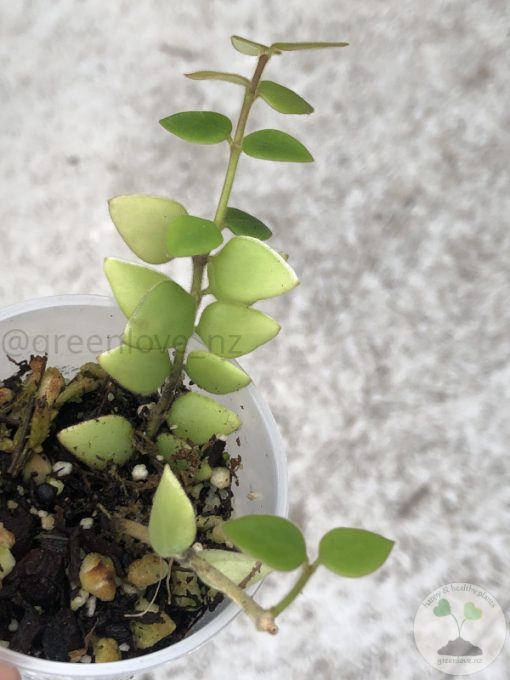 Hoya chinghungensis - A