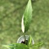 Epipremnum Amplissimum Variegated