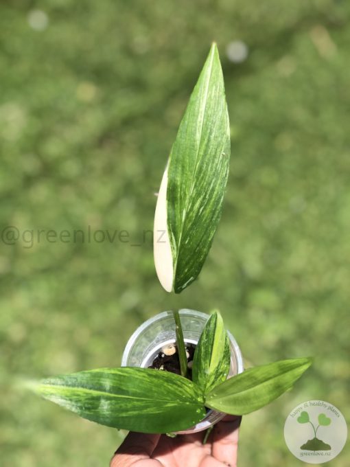 Epipremnum Amplissimum Variegated