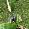 Epipremnum Amplissimum Variegated