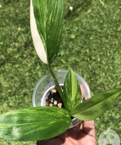 IMG_0454 Epipremnum Amplissimum Variegated