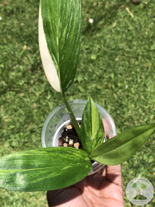 Epipremnum Amplissimum Variegated