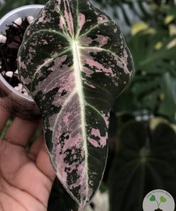 IMG_0464 Alocasia Black Velvet Pink Variegated