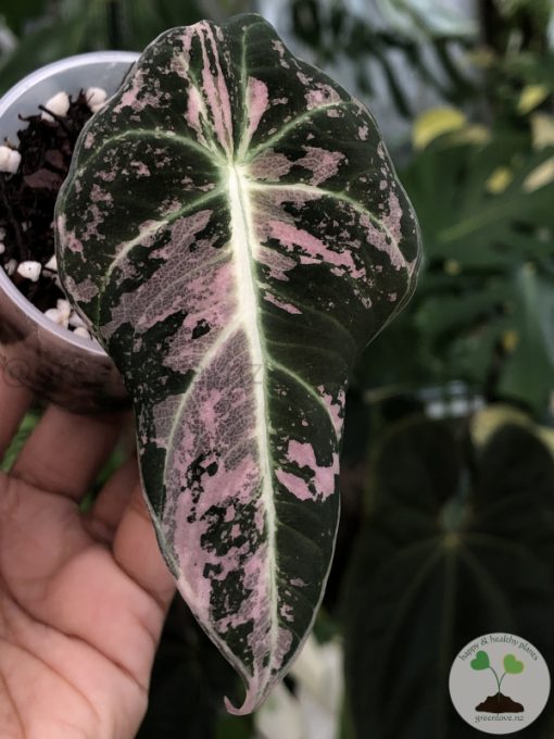 Alocasia Black Velvet Pink Variegated - greenlove.nz