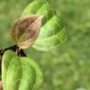 Hoya Sarawak with new growth - B