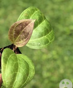 Hoya Sarawak with new growth - B