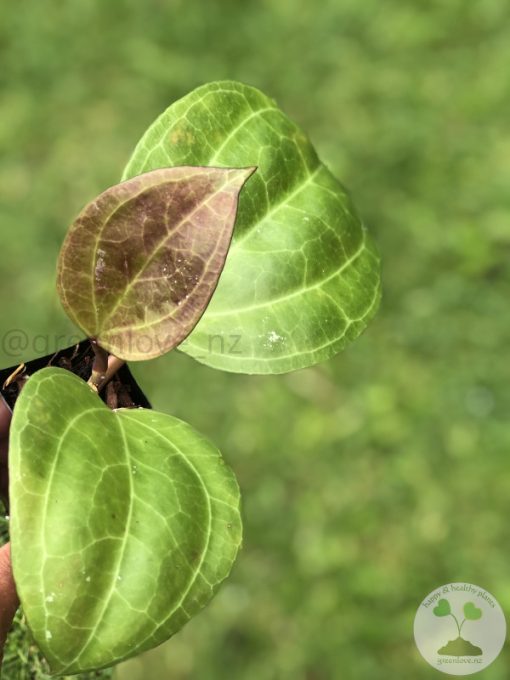 Hoya Sarawak with new growth - B