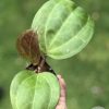 Hoya Sarawak with new growth - B
